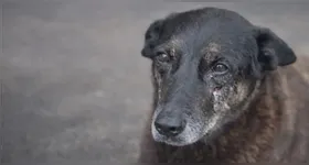 O caso segue sob investigação desde o dia 16 de janeiro após a morte do cão comunitário, ocorrido na Praia Brava, em Florianópolis, capital catarinense.