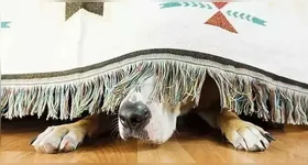 Saiba como proteger os pets dos fogos de artifício nas festas de fim de ano.