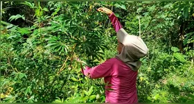 A iniciativa começa em um momento em que a restauração avança como uma das agendas mais estratégicas para a Amazônia.