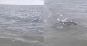 Nas imagens, a enorme criatura surge próxima à embarcação, provocando susto e curiosidade entre internautas, que se impressionaram com a rara aparição nas águas.