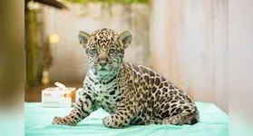 O nascimento é considerado um marco para a conservação da onça-pintada, espécie ameaçada de extinção.