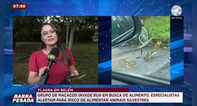 Imagem ilustrativa da notícia Grupo de macacos chama atenção em rua de Belém