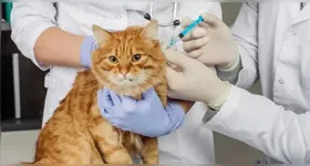 Praça da República recebe evento Belém Animal neste domingo