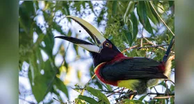 Diversidade de pássaros em vida livre pode ajudar a criar consciência ambiental nas novas gerações.