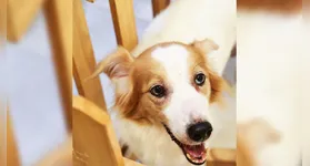 A ação será realizada das 10h às 17h, e reúne animais que aguardam uma oportunidade de recomeço em um ambiente seguro e acolhedor.