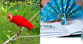 O evento começa às 9h30, no anfiteatro do parque, e a participação é gratuita.