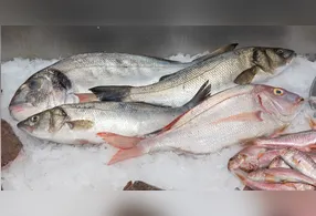 Alguns peixes podem acumular substâncias nocivas