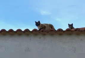As dicas podem acabar a "farra" dos gatos