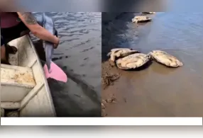 Manter animais como o boto-cor-de-rosa em seu habitat natural é fundamental para a preservação da fauna amazônica.