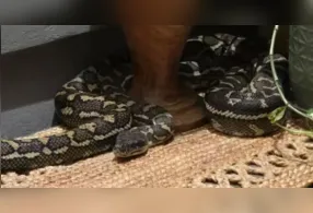 Píton-carpete, espécie não venenosa comum na Austrália, surpreendeu moradora ao invadir quarto durante a madrugada.