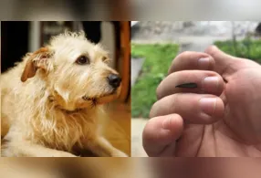 A combinação entre curiosidade natural dos cães e grande quantidade de insetos transforma uma situação aparentemente inofensiva em potencial emergência.