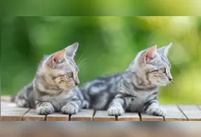 O primeiro mapa genético detalhado do câncer em felinos revelou semelhanças surpreendentes entre tumores de gatos e de pessoas.