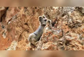 Imagem ilustrativa da notícia Pikas entram em risco de extinção e preocupa cientistas chineses