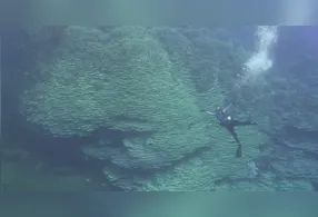 Coral milenar impressiona cientistas ao atingir tamanho equivalente a quatro ônibus e sobreviver por mais de 2 mil anos