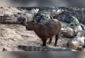 Imagem ilustrativa da notícia Como capivaras conseguem conviver com jacarés em segurança?