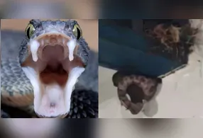 Imagens compartilhadas nas redes sociais mostram a cobra atacando um pássaro dentro de um ambiente escolar,
