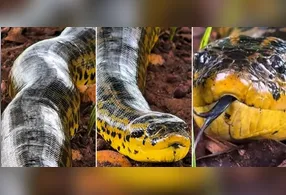 Sucuri gigante é flagrada em momento surpreendente no Pantanal. Veja o vídeo!