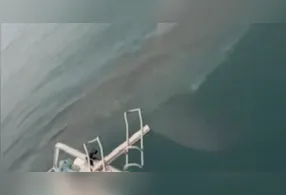 O tubarão-branco cercou o barco dos pescadores