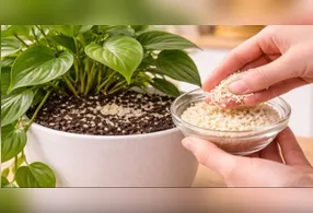 A prática consiste em incorporar pequenas quantidades desse grão ao substrato, pois o objetivo principal é beneficiar os microrganismos presentes no solo.