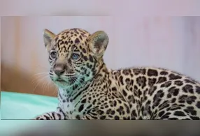 Ao final da votação, que contou com mais de 28 mil votos, o nome vencedor teve a preferência de 56% do público.