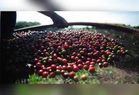 Após chegar ao Brasil pelo Pará, o café se tornou um pilar da economia nacional, influenciou a política, a urbanização e a construção de ferrovias.