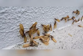 Apesar do incômodo, biólogos ressaltam que os bichos de luz têm papel importante no equilíbrio do meio ambiente.