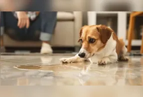 O odor persistente da urina se deve à presença de compostos como amônia e ácido úrico, que penetram facilmente em superfícies porosas.