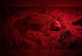 O animal marinho é monitorado pelo Projeto Tamar