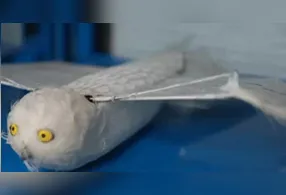O drone simula uma águia pode entrar para o livro dos recordes.