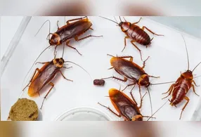 A capacidade de sentir o cheiro de barata depende da presença de receptores específicos no nariz.