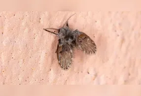 Pequenos cuidados diários fazem grande diferença no controle desses insetos domésticos.