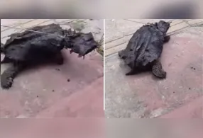 Segundo relatos de populares, o animal silvestre foi encontrado e acabou sendo amarrado por algumas pessoas.