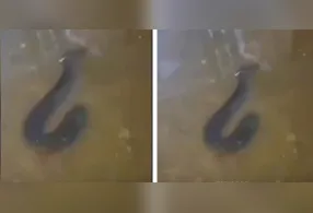 O peixe, também conhecido como peixe-elétrico, chamou a atenção de quem passava pelo local.