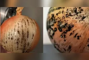 Manchas escuras na Cebola podem indicar presença do fungo Aspergillus niger, associado à produção de toxinas prejudiciais ao fígado.