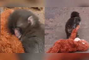 Agora o filhote está integrado a um novo grupo.