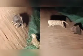 Ao contrário do que muitas pessoas imaginam, o tamanduá conseguiu afastar a onça na disputa.