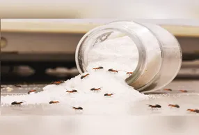 Acabe com as formigas na sua casa com 6 truques simples e baratos.