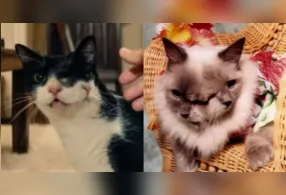 Gata de dois rostos exibida no filme O Agente Secreto; ao lado, o gato Frank and Louie, caso real de diprosopia que ganhou reconhecimento mundial.