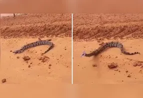 Jiboia dá bote contra carro e assusta técnica que parou para fotografar em estrada.