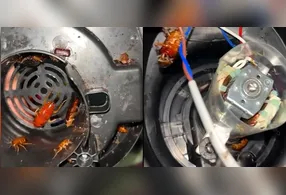 Vídeo mostra jovem encontrando ninho de baratas dentro de liquidificador; higienização correta de eletrodomésticos é essencial para prevenir contaminações.