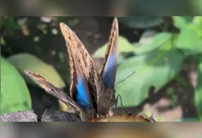 Uma das borboletas mais conhecidas do local apresenta coloração azul.