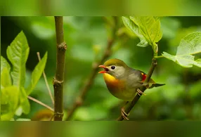 A diversidade de plantas influencia diretamente na variedade de espécies que podem aparecer