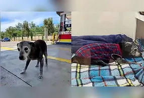 Com 22 anos de idade, o animal se tornou conhecido no local após viver anos como cão comunitário em um posto de combustível na cidade paulista