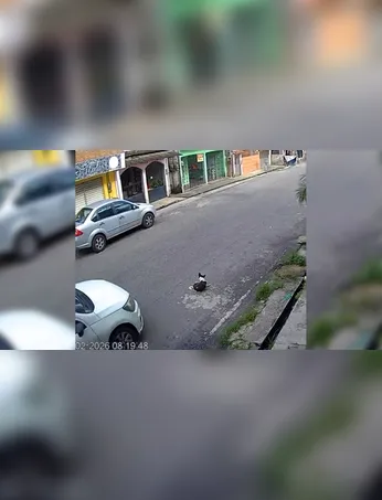 Nas gravações, é possível ver o momento em que o animal é atropelado