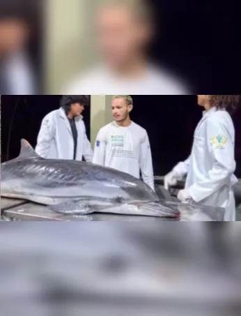 Golfinho-listrado encontrado morto em Mosqueiro passa por necropsia para apurar as causas da morte, em procedimento conduzido por pesquisadores.