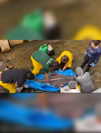 Resgate de boto de dentro de canal mobilizou equipes em Belém.