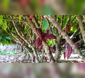 Imagem ilustrativa da imagem Brasil suspende importação de cacau e fortalece produtores do Pará