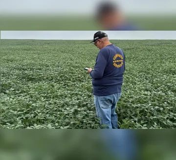 Imagem ilustrativa da imagem Prazo para cadastro da soja 2025/2026 encerrou neste sábado