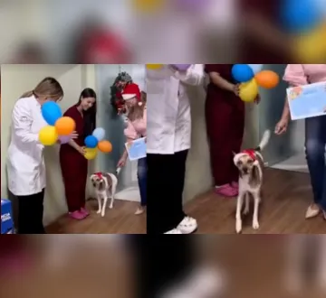 Imagem ilustrativa da imagem Gabriel, cão apedrejado em Icoaraci, recebe alta veterinária&nbsp;