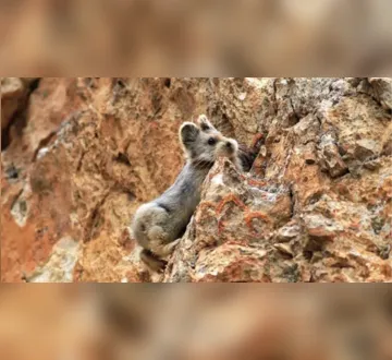 Imagem ilustrativa da imagem Pikas entram em risco de extinção e preocupa cientistas chineses